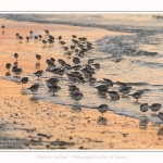 Becasseaux_Sanderling_20_01_2017_030-border