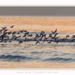 Becasseaux_Sanderling_20_01_2017_033-border