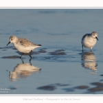 Becasseaux_sanderling_22_01_2017_002-border