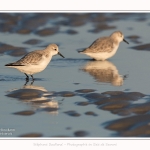 Becasseaux_sanderling_22_01_2017_003-border