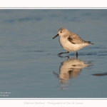 Becasseaux_sanderling_22_01_2017_004-border