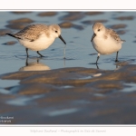 Becasseaux_sanderling_22_01_2017_005-border