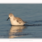 Becasseaux_sanderling_22_01_2017_006-border