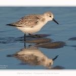 Becasseaux_sanderling_22_01_2017_007-border