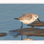 Becasseaux_sanderling_22_01_2017_008-border