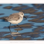 Becasseaux_sanderling_22_01_2017_009-border