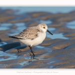 Becasseaux_sanderling_22_01_2017_010-border