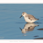 Becasseaux_sanderling_22_01_2017_011-border