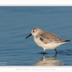 Becasseaux_sanderling_22_01_2017_012-border