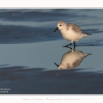 Becasseaux_sanderling_22_01_2017_014-border