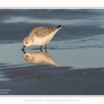 Becasseaux_sanderling_22_01_2017_015-border