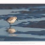 Becasseaux_sanderling_22_01_2017_016-border