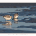 Becasseaux_sanderling_22_01_2017_017-border