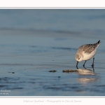 Becasseaux_sanderling_22_01_2017_019-border