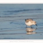 Becasseaux_sanderling_22_01_2017_020-border