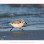 Becasseaux_sanderling_22_01_2017_021-border