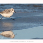 Becasseaux_sanderling_22_01_2017_022-border