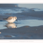 Becasseaux_sanderling_22_01_2017_023-border