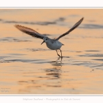 Becasseaux_sanderling_22_01_2017_024-border