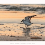 Becasseaux_sanderling_22_01_2017_025-border