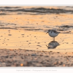 Becasseaux_sanderling_22_01_2017_026-border