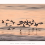 Becasseaux_sanderling_22_01_2017_027-border