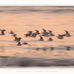 Becasseaux_sanderling_22_01_2017_028-border