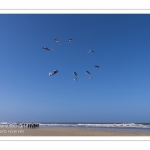 Rencontres Internationnales de Cerfs-Volants 2018 à Berck-sur-mer