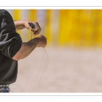 Rencontres Internationnales de Cerfs-Volants 2018 à Berck-sur-mer