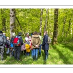 Sur les pas du chevreuil aux bois d'argent - Bettina Lanchais - Festival de l'oiseau