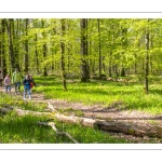 Sur les pas du chevreuil aux bois d'argent - Bettina Lanchais - Festival de l'oiseau