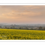 Champ de colza près des marais de la Somme