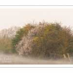 Les marais de la basse vallée de la Somme près de Port-le-Grand