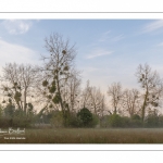 Les marais de la basse vallée de la Somme près de Port-le-Grand