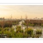 Les marais de la basse vallée de la Somme près de Port-le-Grand