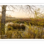 Les marais de la basse vallée de la Somme près de Port-le-Grand