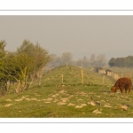 Les marais de la basse vallée de la Somme près de Port-le-Grand