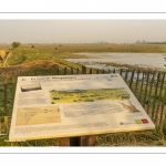 Les marais de la basse vallée de la Somme près de Port-le-Grand