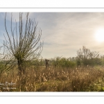 Les marais de la basse vallée de la Somme près de Port-le-Grand