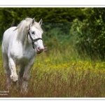Chevaux Boulonnais en pâture