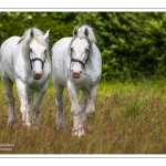 Chevaux Boulonnais en pâture
