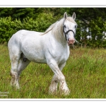 Chevaux Boulonnais en pâture
