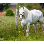 Chevaux Boulonnais en pâture