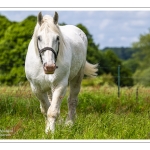 Chevaux Boulonnais en pâture