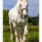 Chevaux Boulonnais en pâture