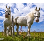 Chevaux Boulonnais en pâture