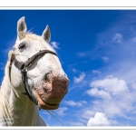 Chevaux Boulonnais en pâture