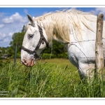 Chevaux Boulonnais en pâture