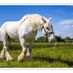 Chevaux Boulonnais en pâture