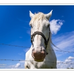Chevaux Boulonnais en pâture